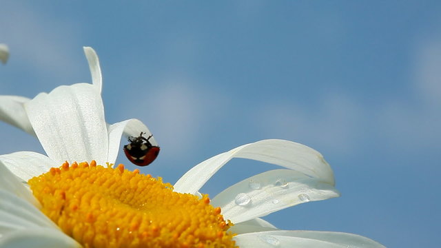 ladybug on camomile