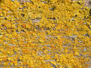 texture of lichen