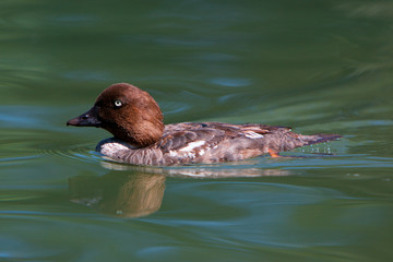Anatra (Oasi di Racconigi), Cuneo, Italia