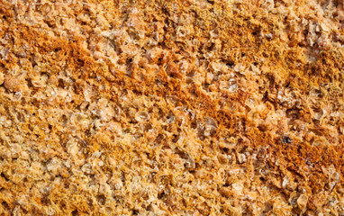 texture of the shells