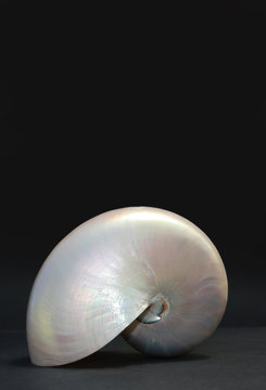 Conchiglia di nautilo su fondo scuro