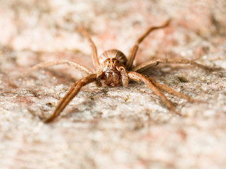 Facing spider on a rock