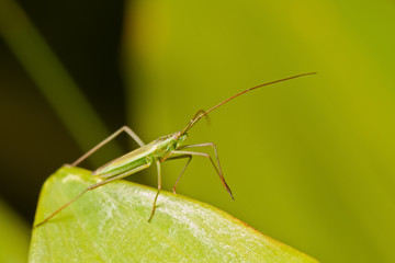 Common Green Capsid