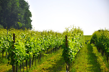 Fototapeta na wymiar Wino na Jeziorze Bodeńskim