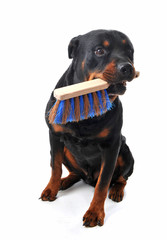 rottweiler et balayette