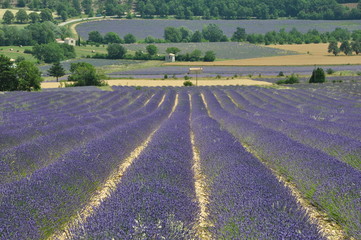 Lavendelfeld bei Sault