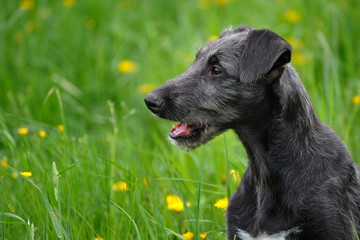 Welpe im Gras