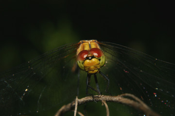 Grosse Heidelibelle (Sympetrum striolatum)