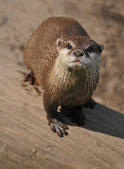 Oriental Small-clawed Otter (Aonyx cinerea)