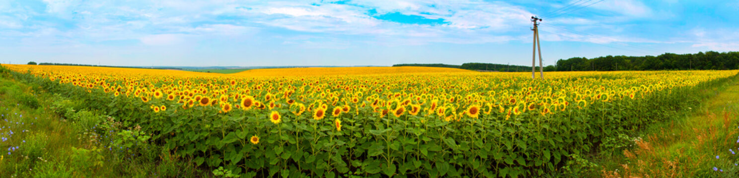 Sunflower field panorama