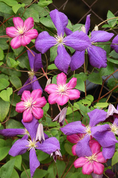 Blaue und rubinrote Clematis - Blüten und Blätter