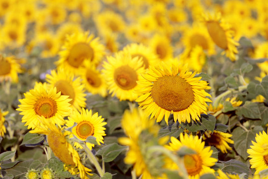 Summer Sunflowers Background