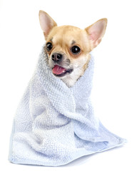 funny chihuahua  with blue towel isolated