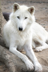 White Arctic Wolf