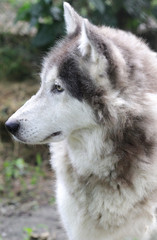 Fototapeta premium Wolf
