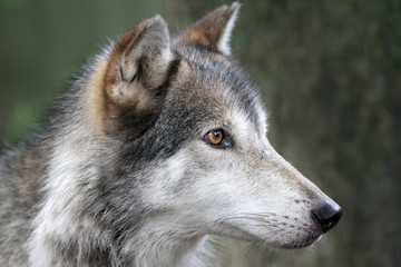 Fototapeta premium Wolf