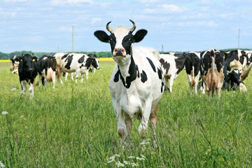 Naklejka na ściany i meble Cows on green grass pasture