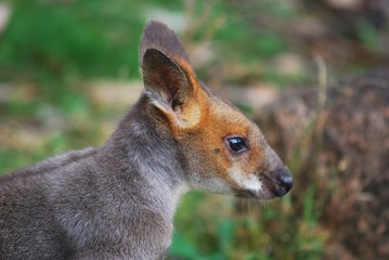 Wallaby