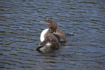 Common Loon Chick _MG_2762