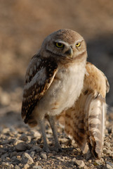 Burrowing Owl with Broken Wing