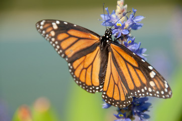Monarch on Lilac