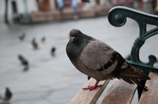 Pigeon on Bench