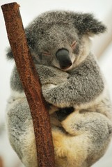sleeping Koala 4 - 24402211