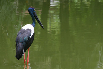 Black Necked Stork