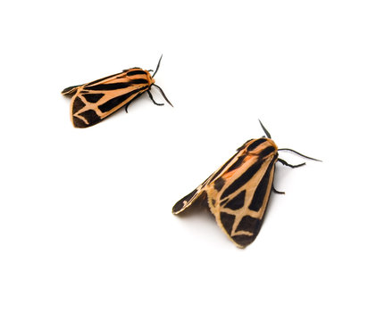 Tiger Moths