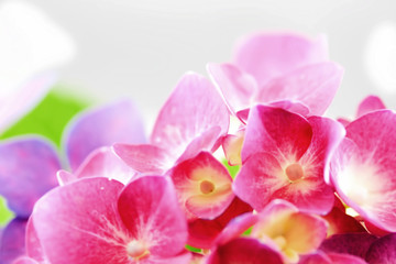 Naklejka na ściany i meble bright color petals