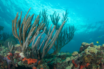 Sea Rods on reef ledge in Broward County, Florida