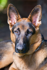 German Shepherd head