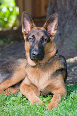 Poised German Sheoherd