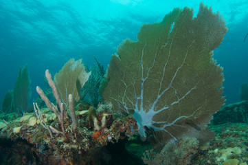 Sea Fan on a coral ledge in Broward County, Florida