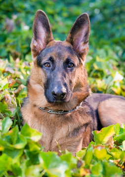 German Shepherd head