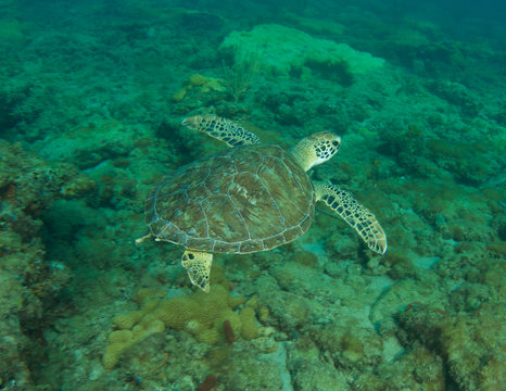 Green Sea Turtle-Chelonia mydas on a reef in Florida.