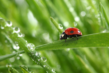 ladybug on grass