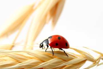 ladybug on wheat