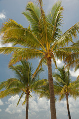 Obraz premium Bahamas 72