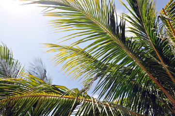 Tropical background