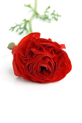 Red ranunkulyus