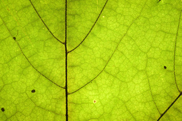green dry leaf detail texture