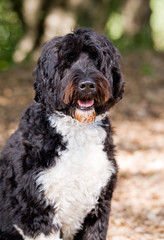 Portuguese water dog