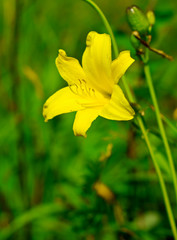 Yellow lily