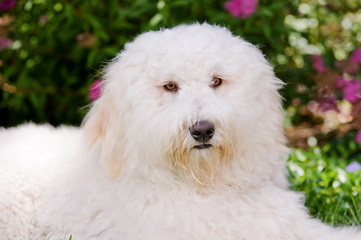 Labradoodle
