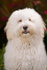 Labradoodle