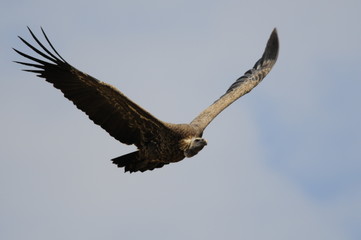 Gyps rueppellii in flight (Rüppell's Vulture), Masai Mara