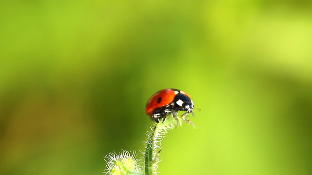 ladybug flight on the blade of grass
