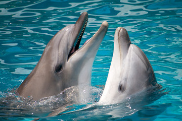 Panele Szklane Podświetlane  para delfinów w wodzie