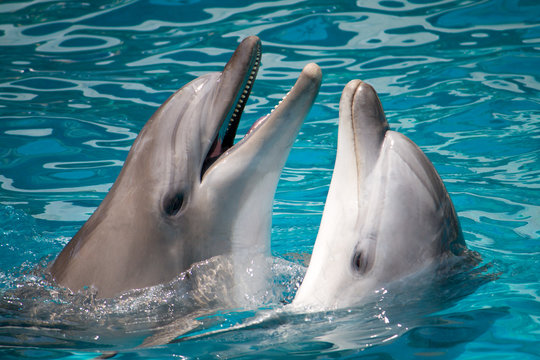 pair of dolphins in water
